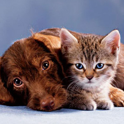 Цироз печінки у собак і кішок