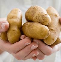 Лікування геморою картоплею